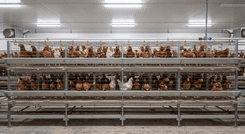 Система клеток GE Royal Grower 2