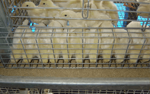 Система клеток GE Royal Brooder — фото 2
